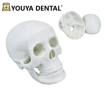 Мини 3D обучающая модель анатомического черепа человека Съемная анатомическая модель для практики студента-техника-стоматолога